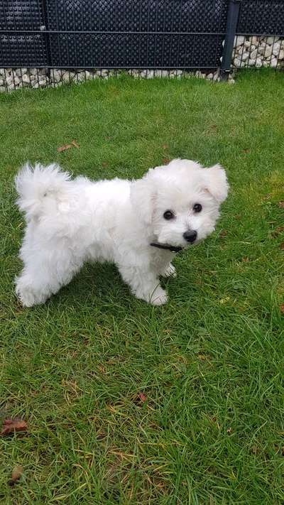 Reinrassige Hunde?-Beitrag-Bild