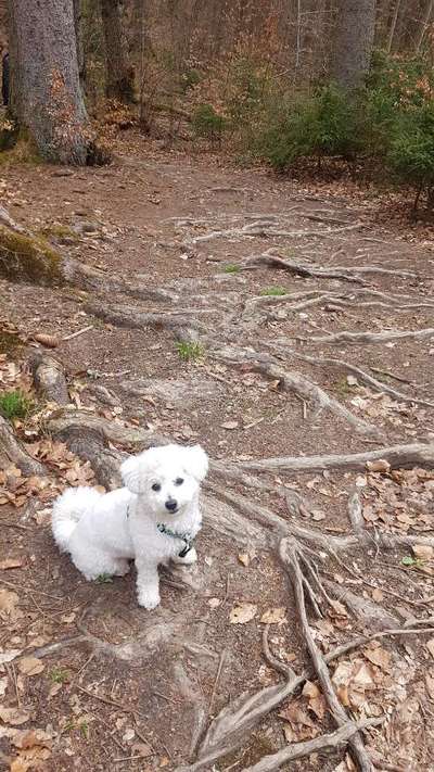 Dogorama Photo Challenge- Wurzeln-Beitrag-Bild