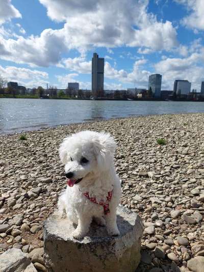 Dogorama Photo Challenge - Türme-Beitrag-Bild