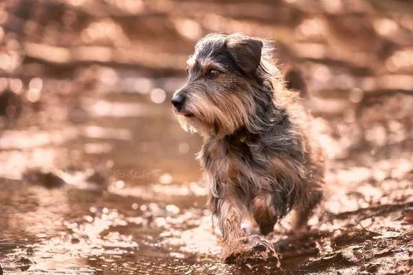 Fotochallenge No. 26                                     Wald und Wiese-Beitrag-Bild