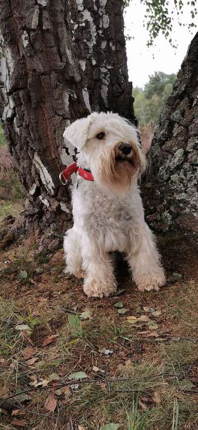 Foto's und Hundemodels-Beitrag-Bild