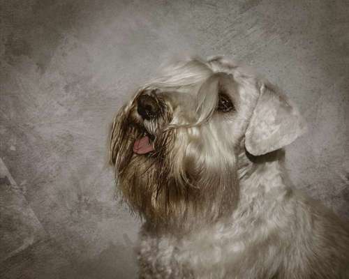 Foto's und Hundemodels-Beitrag-Bild