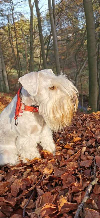 Foto's und Hundemodels-Beitrag-Bild