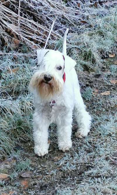 Zwergschnauzer gesucht-Beitrag-Bild