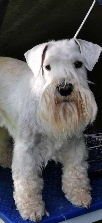 Foto's und Hundemodels-Beitrag-Bild