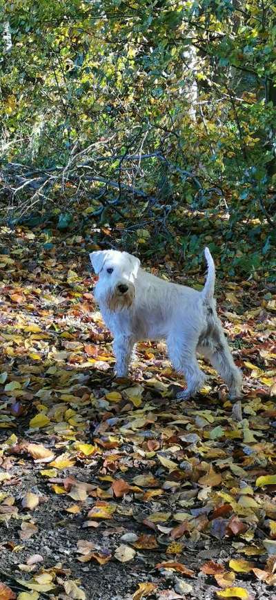 Zwergschnauzer gesucht-Beitrag-Bild