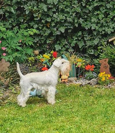 Zwergschnauzer gesucht-Beitrag-Bild