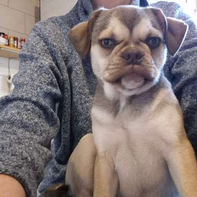 Hundetreffen-Spielpartner/in-Bild