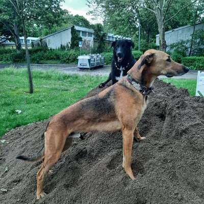 Windhunde - Treffen der besonderen Schönheiten
HERZLICH WILLKOMMEN-Beitrag-Bild