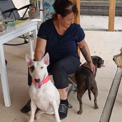 Hundetreffen-Social Walk, Hundebegegnungen üben