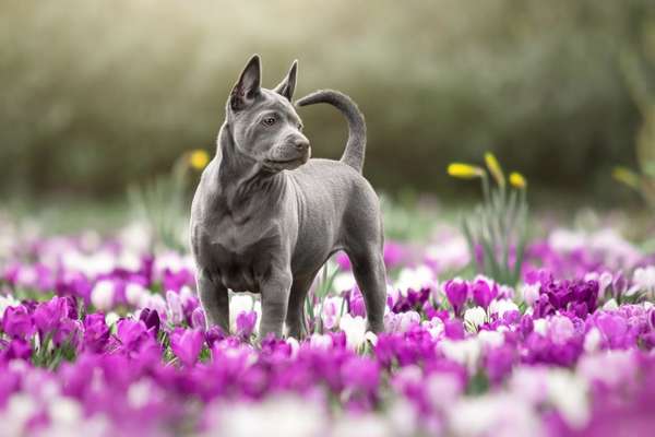 Fotografie / Hundefotografie-Beitrag-Bild