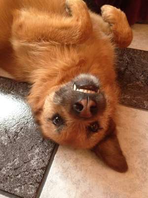 Lustigsten Grimassen von euren Hunden-Beitrag-Bild