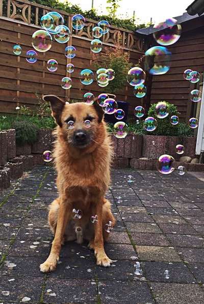 Lustigsten Grimassen von euren Hunden-Beitrag-Bild