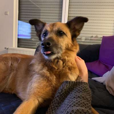 Lustigsten Grimassen von euren Hunden-Beitrag-Bild