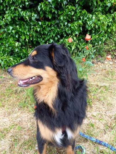 Die Dogorama Monats Challenge "Es grünt und blüht"-Beitrag-Bild