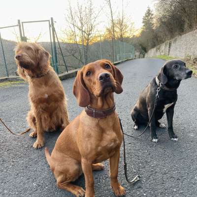 Giftköder-Tagesbetreuung in der Hundegruppe-Bild