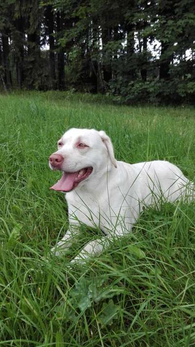 Die Dogorama Kalender Challenge 4/4-Beitrag-Bild