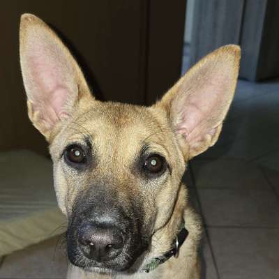 Hundetreffen-Hundewiesen zum gemeinsamen Spielen gesucht-Bild