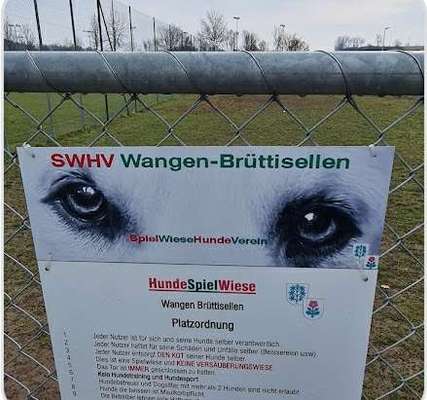 Hundetreffen-Hundetreffen-Bild