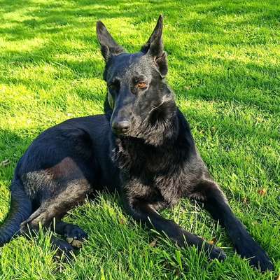 Hundetreffen-Clicker Training Distanz oder Spiel/social work im Feld-Profilbild