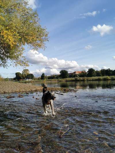 Fotosammlung: ,,Der natürliche Hund" Unbearbeitet, ungestellt und in Natura-Beitrag-Bild