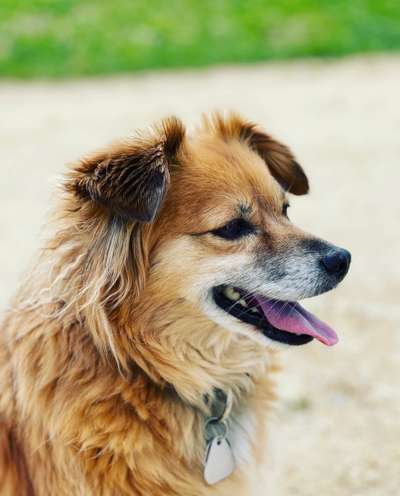 Auslandstierschutz-Beitrag-Bild