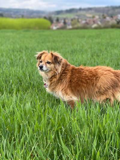 Auslandstierschutz-Beitrag-Bild