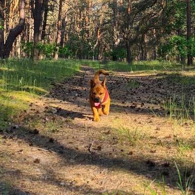 Hundetreffen-Gassirunde in Briesen und Umgebung-Bild