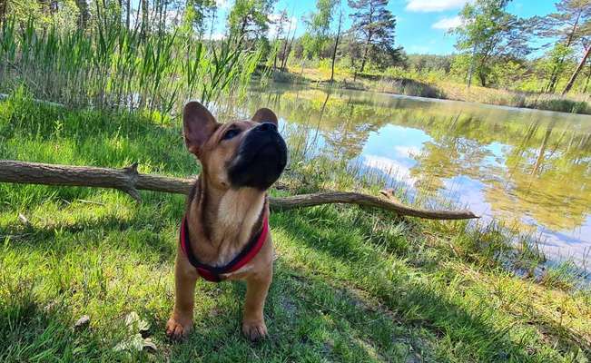 Die Dogorama Monats Challenge "Es grünt und blüht"-Beitrag-Bild