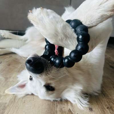 Hundetreffen-Spielfreunde für Thanos-Bild
