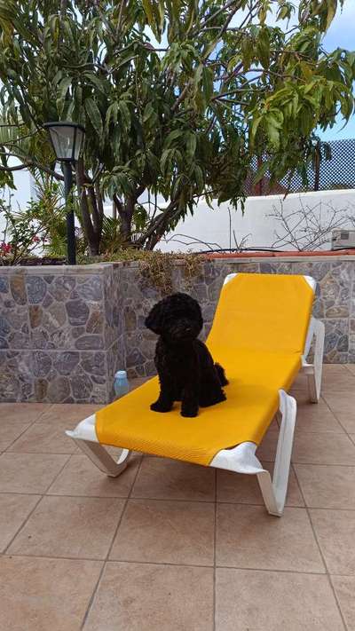 Urlaub mit Hund-Beitrag-Bild