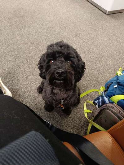 Zeigt her eure Pudel und Pudelmischlinge (:-Beitrag-Bild