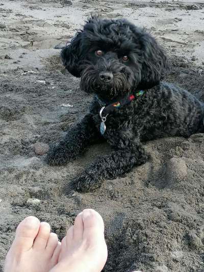 Zeigt her eure Pudel und Pudelmischlinge (:-Beitrag-Bild