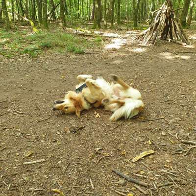 Hundetreffen-Jamie freut sich über neue Kontakte-Bild