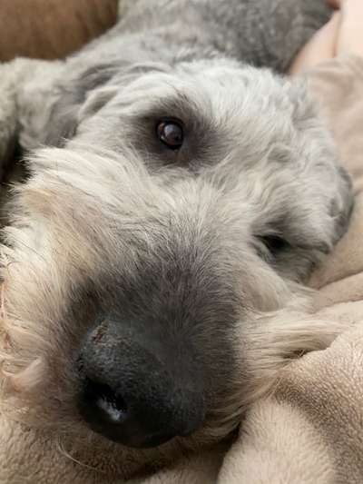 Zeigt mir die tollste Nahaufnahme von eurer Fellnase-Beitrag-Bild