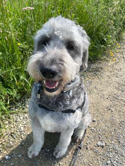 Goldendoodle-Beitrag-Bild