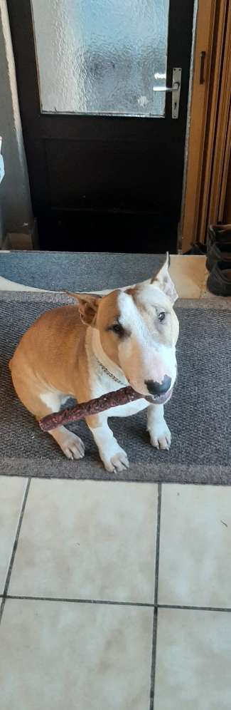 Miniatur Bull Terrier-Beitrag-Bild