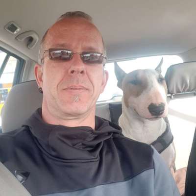 Miniatur Bull Terrier-Beitrag-Bild