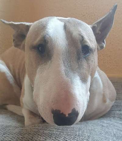 Die besten Hundeblicke 🐾❤️-Beitrag-Bild