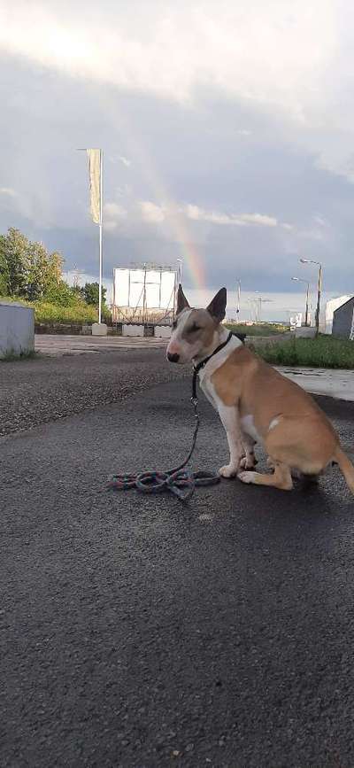 Miniatur Bull Terrier-Beitrag-Bild