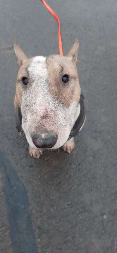 Miniatur Bull Terrier-Beitrag-Bild