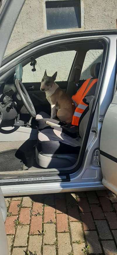 Miniatur Bull Terrier-Beitrag-Bild