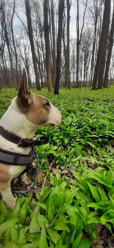 Miniatur Bull Terrier-Beitrag-Bild