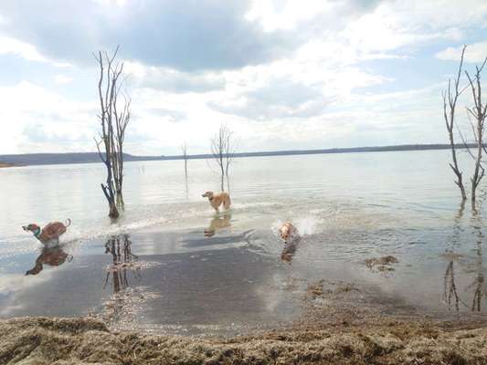 Windhunde - Treffen der besonderen Schönheiten
HERZLICH WILLKOMMEN-Beitrag-Bild