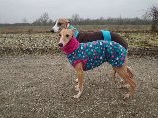 Whippet-Beitrag-Bild