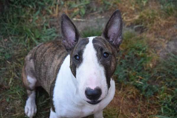 Lustige Merkmale am Hund - Fellzeichnungen :)-Beitrag-Bild