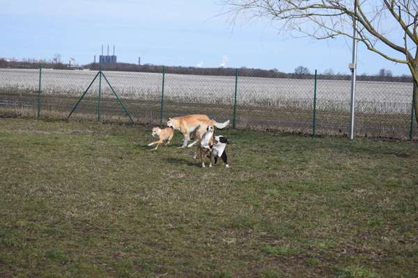 Miniatur Bull Terrier-Beitrag-Bild