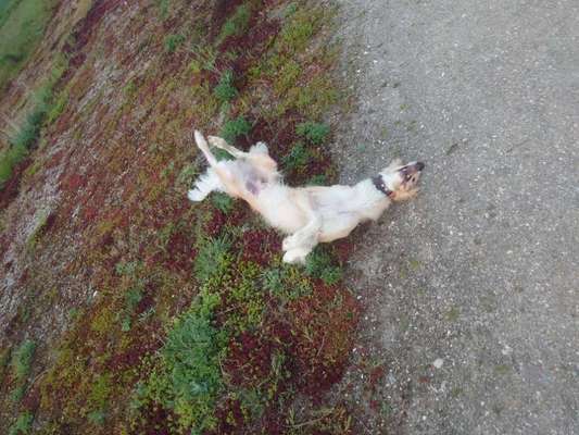 Windhunde - Treffen der besonderen Schönheiten
HERZLICH WILLKOMMEN-Beitrag-Bild