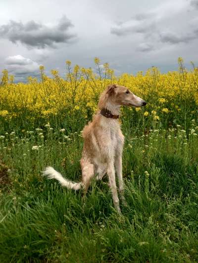 Windhunde - Treffen der besonderen Schönheiten
HERZLICH WILLKOMMEN-Beitrag-Bild