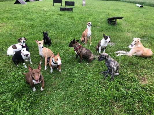 Windhunde - Treffen der besonderen Schönheiten
HERZLICH WILLKOMMEN-Beitrag-Bild